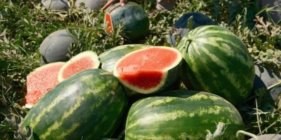 Karpuz Fiyatları Tarlada Dibine Vurdu, Tüketiciye Yüksek Fiyattan Ulaşıyor!