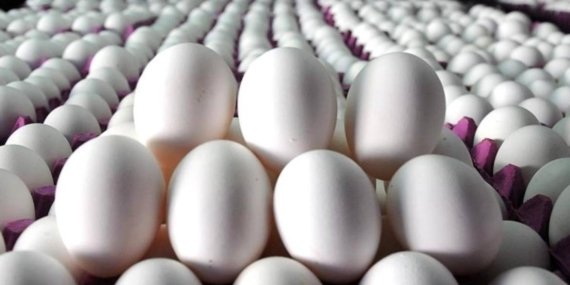 Türkiye Yumurta İhracatında Rekor Kırdı! ABD’deki Kuş Gribi Krizi Türkiye’ye Yaradı