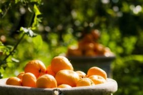 Satsuma mandalinada hasat zamanı! İhracat 17 Ekim’de başlıyor 5 satsuma-mandalinada-hasat-zamani-ihracat-17-ekimde-basliyor-PIX6ekyy.jpg