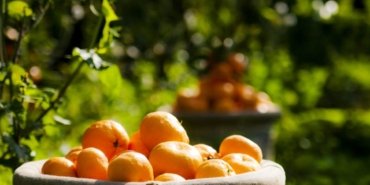 satsuma-mandalinada-hasat-zamani-ihracat-17-ekimde-basliyor-PIX6ekyy.jpg