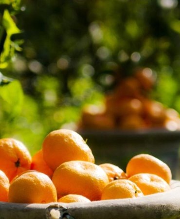 Satsuma mandalinada hasat zamanı! İhracat 17 Ekim’de başlıyor 3 satsuma-mandalinada-hasat-zamani-ihracat-17-ekimde-basliyor-PIX6ekyy.jpg