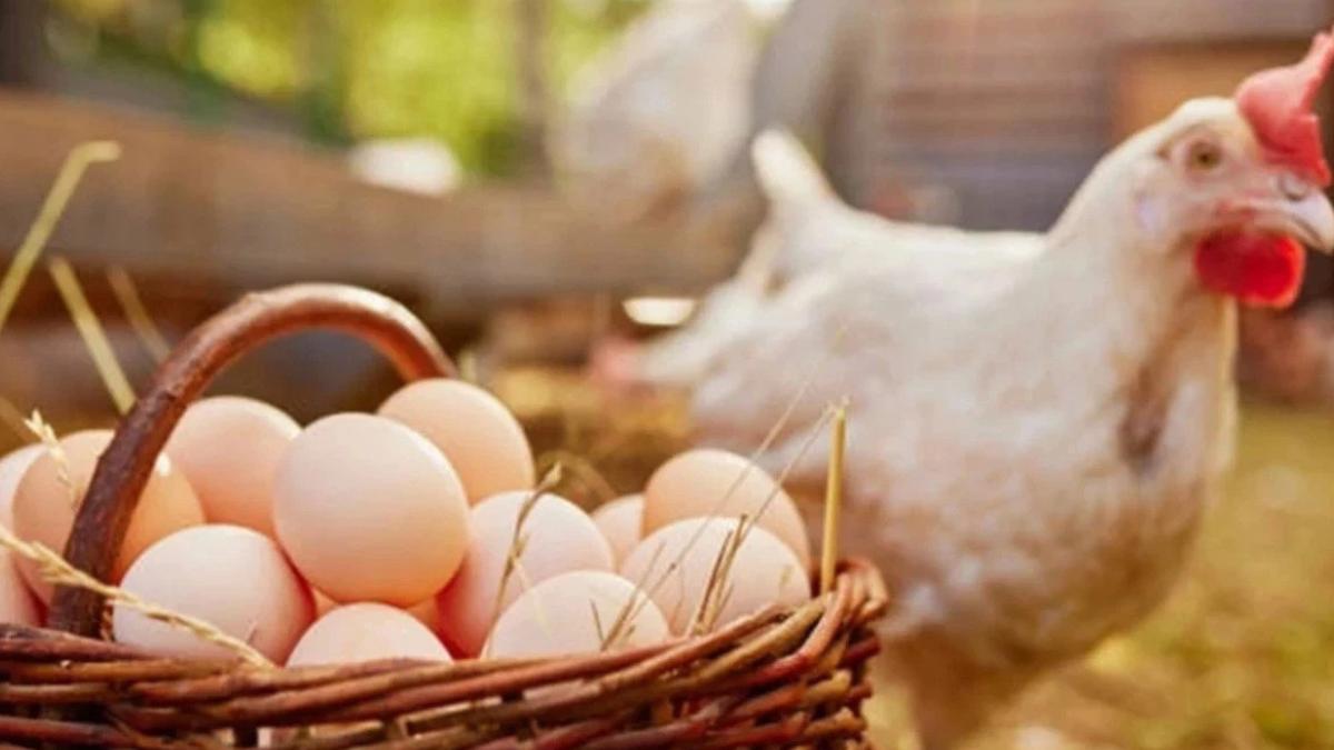 Kümes hayvancılığında yıllık artış sürüyor, aylık düşüş dikkat çekiyor 2 kumes-hayvanciliginda-yillik-artis-suruyor-aylik-dusus-dikkat-cekiyor-S7A72AKB.jpg