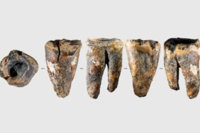 59 Bin Yıllık Diş Keşfi Neandertaller Hakkındaki Tüm Bildiklerimizi Değiştirdi 7 59-bin-yillik-dis-kesfi-neandertaller-hakkindaki-tum-bildiklerimizi-degistirdi-ACKwWItb.jpg
