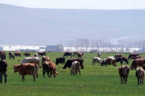 Erzurum’da 329 Tarım Projesine 171 Milyon TL Hibe Desteği 6 erzurumda-329-tarim-projesine-171-milyon-tl-hibe-destegi-leph7CTl.jpg