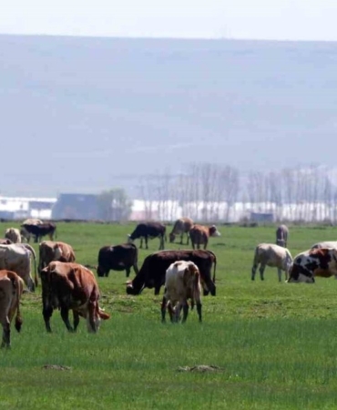 Erzurum’da 329 Tarım Projesine 171 Milyon TL Hibe Desteği 13 erzurumda-329-tarim-projesine-171-milyon-tl-hibe-destegi-leph7CTl.jpg