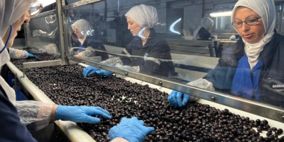 Marmarabirlik’te 2026/2027 Sezonu İçin Rekolte Beyan Süreci Başladı