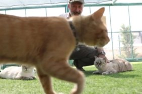 Kayseri'de Kedilere Özel Kasaba Kuruldu, 19 Farklı Kedi Türü Bir Arada Yaşıyor 1 kayseride-kedilere-ozel-kasaba-kuruldu-19-farkli-kedi-turu-bir-arada-yasiyor-1XE3sQ7d.jpg